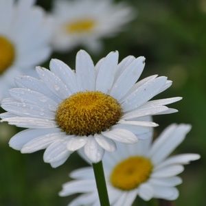 Meet your Posher, Mindi